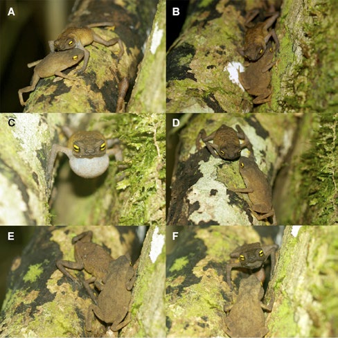 Frooxius