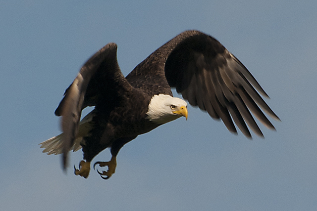 Fish Eagle