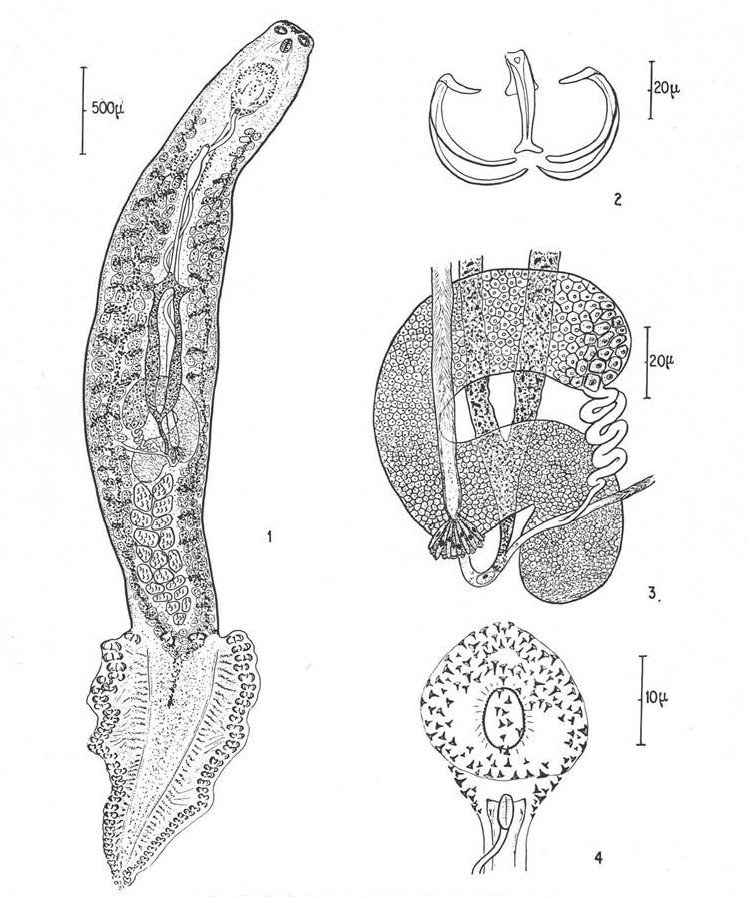 MicroStyle