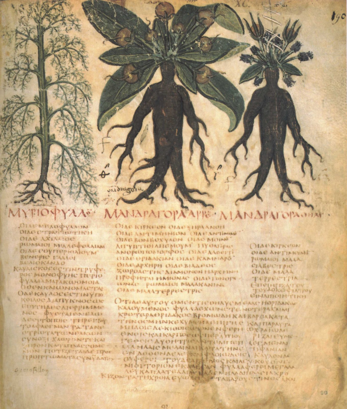 Mandragora