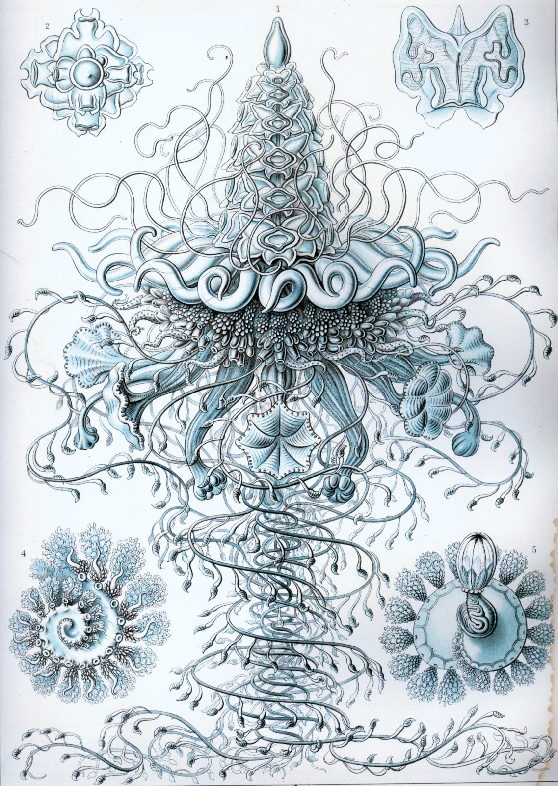 Hydrozoa
